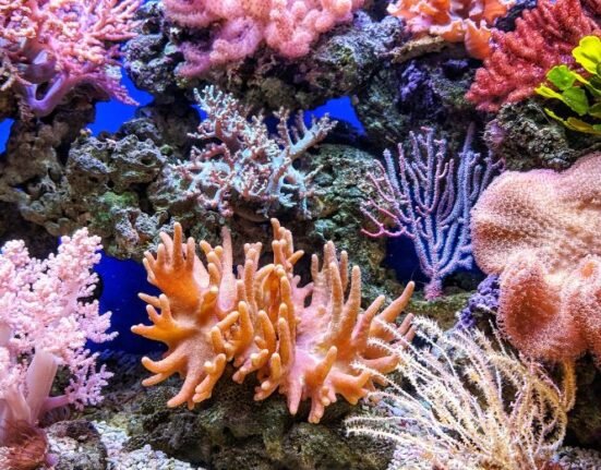 Coral Reefs Disappearing