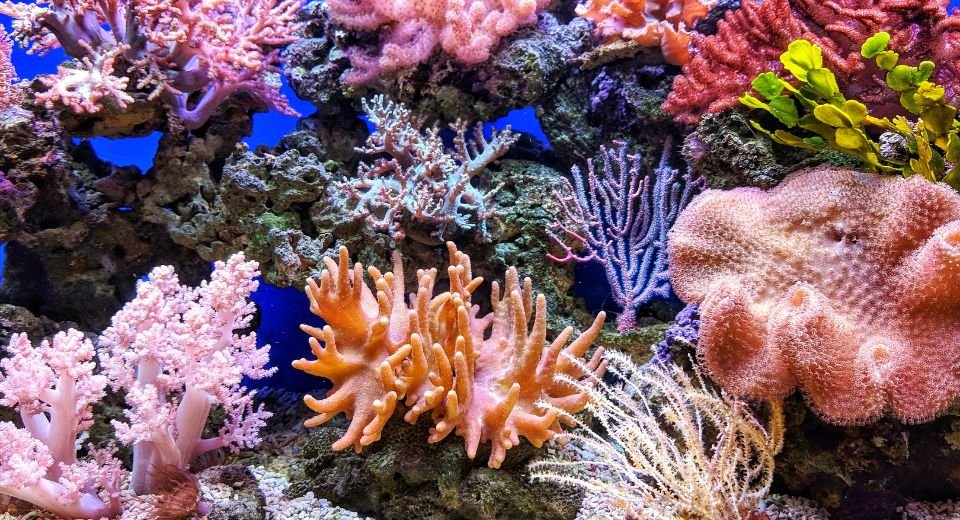 Coral Reefs Disappearing