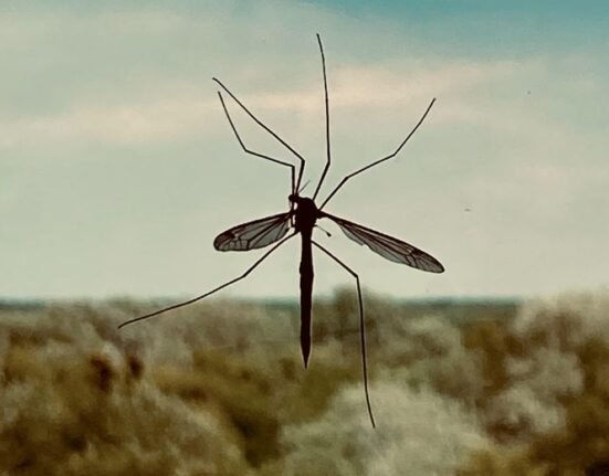 mosquito