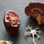 GSK Plc., a British global pharmaceutical company, announced the FDA had approved an oral drug to treat anaemia arising from chronic kidney disease in patients who have been on dialysis for four months.