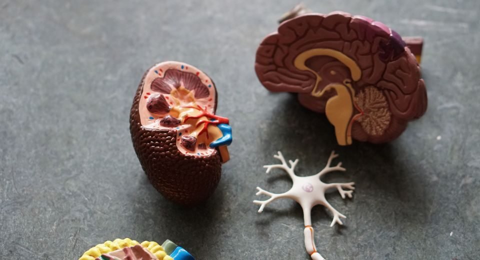 GSK Plc., a British global pharmaceutical company, announced the FDA had approved an oral drug to treat anaemia arising from chronic kidney disease in patients who have been on dialysis for four months.