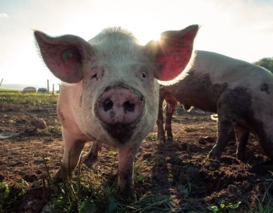 Authorities in Hong Kong culled all the pigs that tested positive for African swine fever in the Ta Kiu Ling farm, according to a government statement.