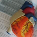 Damaged heart cells can be regenerated with lab-grown stems cells:study