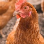 A 56-year-old woman from China's Guangdong province died on March 16 after being infected with avian influenza, AH3N8, sparking the world's most populous nation to enforce control and preventive measures.