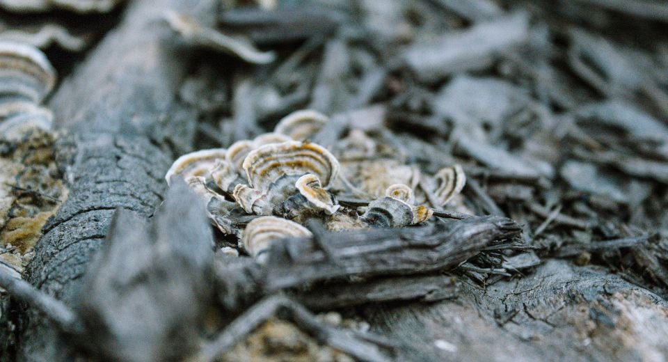 Forest ecosystems are a trading ground for individual trees and fungi, each trying to make the best deal to survive, and not for trees help their offspring or friends, a global study found.