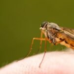 Researchers at the University of Central Florida have engineered a human tissue that draws mosquitoes to bite and feed on, and hope the platform can help study the pattern of how the pathogens the insects carry impact and infect human cells and tissues.