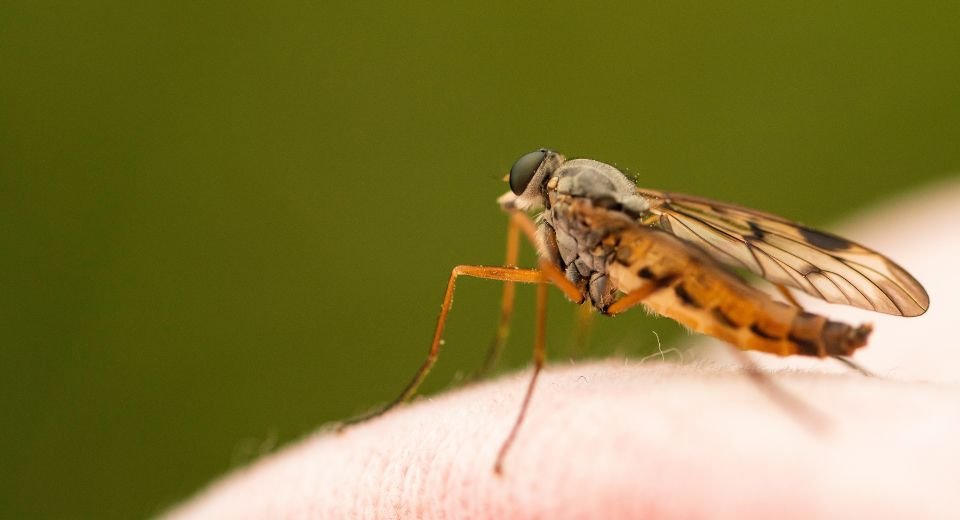 Researchers at the University of Central Florida have engineered a human tissue that draws mosquitoes to bite and feed on, and hope the platform can help study the pattern of how the pathogens the insects carry impact and infect human cells and tissues.