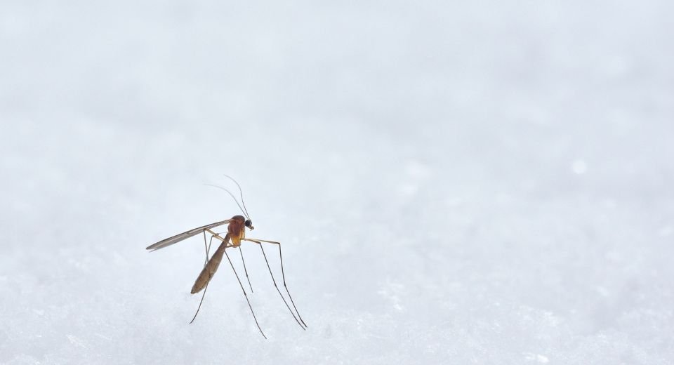 Peru has declared a state of medical emergency due to a dengue outbreak, according to an emailed statement from the WHO.