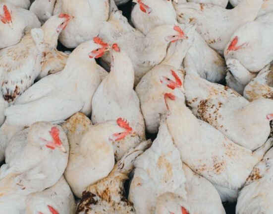 Two United States companies have announced that the FDA and the Department of Agriculture have approved their plan to produce and sell lab-grown or cell-cultivated chicken in the US.