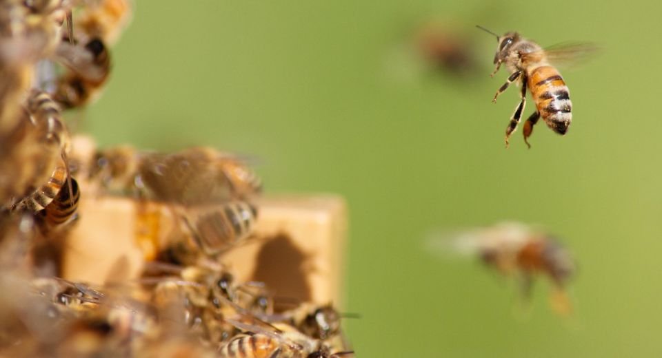 American beekeepers lost nearly half of their managed colonies even as honeybee hives buzzed through their second-highest death rate on record to remain “relatively stable,” according to Bee Informed Partnership.