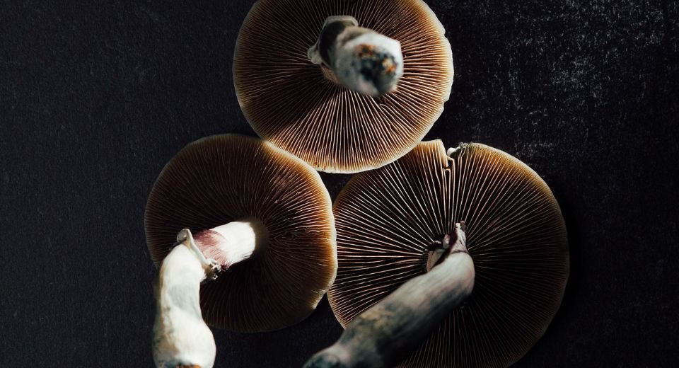 Australia became the first country to allow authorized psychiatrists to prescribe psychedelic substances psilocybin and methylenedioxy-methamphetamine (MDMA) for the treatment of certain mental health conditions.