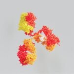 The Hepatitis C virus wears a “mask” and remains hidden to evade the human immune system to cause inflammation and scarring of the liver, Dutch researchers found.