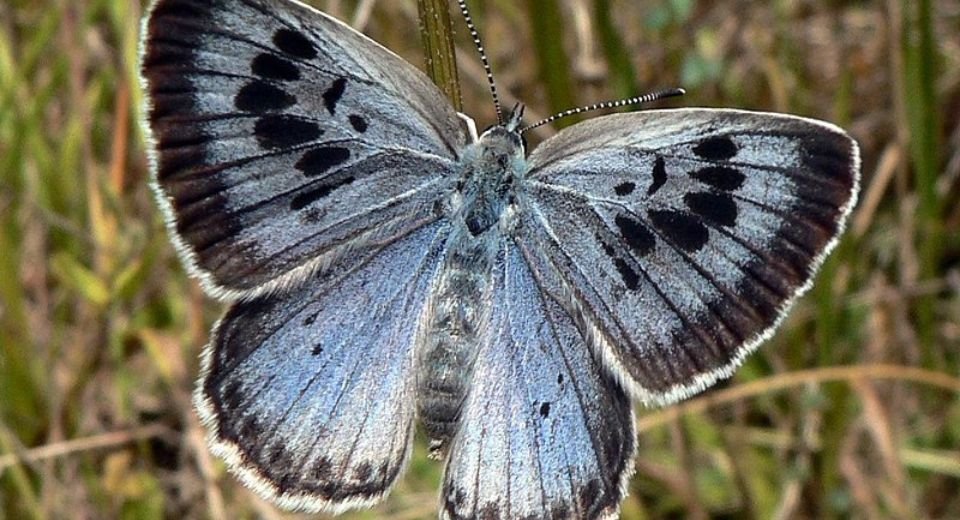 Butterflies with smaller or lighter-colored wings are likely to be “losers” during climate change, with the 6,000 species of Lycaenidae family in the tropics being the most vulnerable, according to a study.