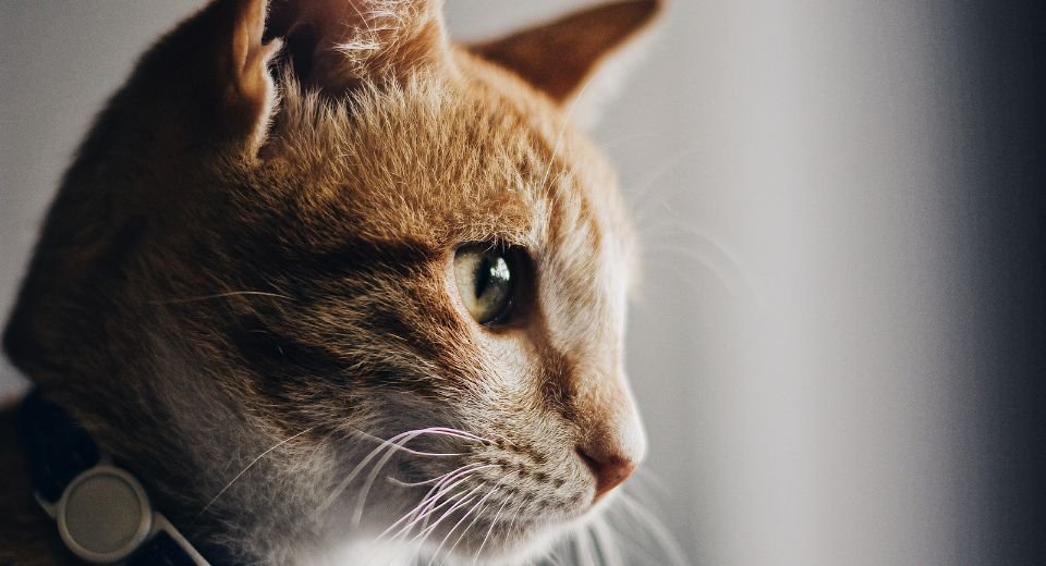 One of the highest instances of felines being infected by avian influenza A (H5N1) has been reported in Poland, and the WHO has started an epizootic probe.