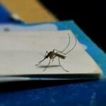 At least 327 people have died in Bangladesh from January 1 to August 7 due to dengue, with the density of mosquitoes and potential hotspots being the highest in five years.