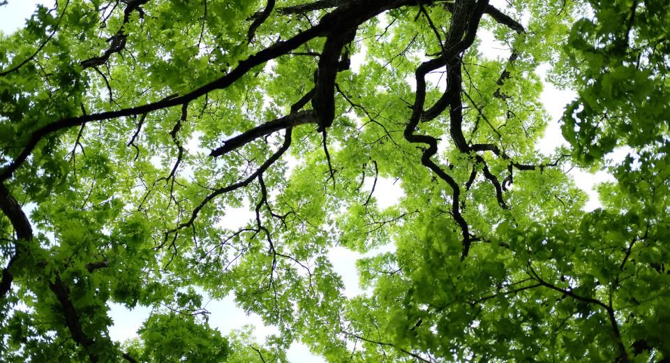 Global warming may wipe out canopies in tropical forests, with plants no longer able to combine light, CO2, and water to make the sugars that sustain them, according to an international study.
