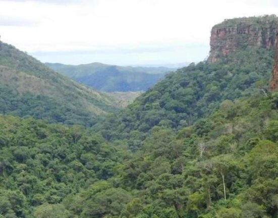 South American forests had lost their ability to store carbon and were releasing it into the air due to an El Niño climate event which resulted in hot temperatures and drought eight years ago.