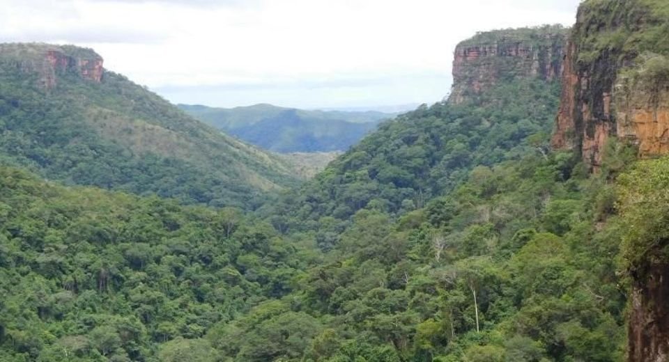 South American forests had lost their ability to store carbon and were releasing it into the air due to an El Niño climate event which resulted in hot temperatures and drought eight years ago.