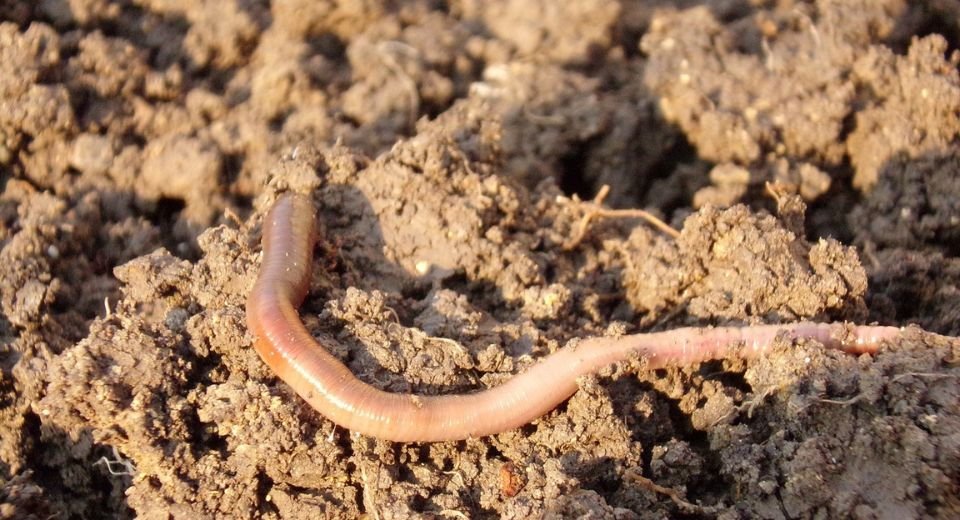Earthworms help produce 140 MMT of food a year — about the amount of cereal grains grown by the world’s fourth largest producer Russia annually, a study finds.