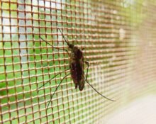 Using structural and mechanistic information of two parasitic proteins, scientists have built a new component for a vaccine that may induce an immune response to malaria.