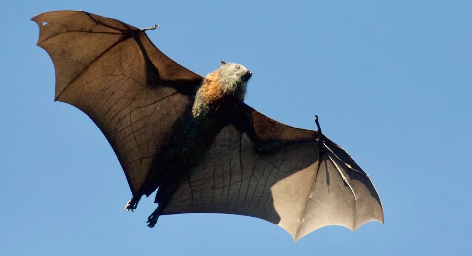All infected contacts of the two people who died in a Nipah virus outbreak in India’s southern state of Kerala have been quarantined for 21 days, according to the WHO.