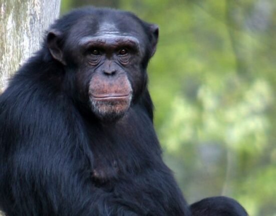 Chimpanzees spy on rival groups and confront them when there is a reduced risk, a study finds.