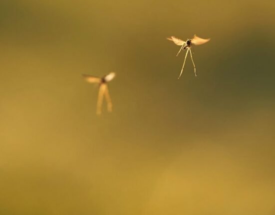 Mosquitoes by the evening. Image Credit: Wolfgang Hasselmann on Unsplash
