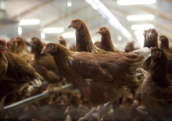 France has upgraded its level of bird flu risk to ‘high’ from ‘moderate’ to ensure better protection and ordered poultry farms to close or enclose the birds with nets in farmyards and zoos.