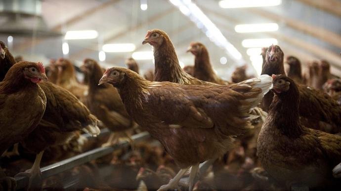 France has upgraded its level of bird flu risk to ‘high’ from ‘moderate’ to ensure better protection and ordered poultry farms to close or enclose the birds with nets in farmyards and zoos.