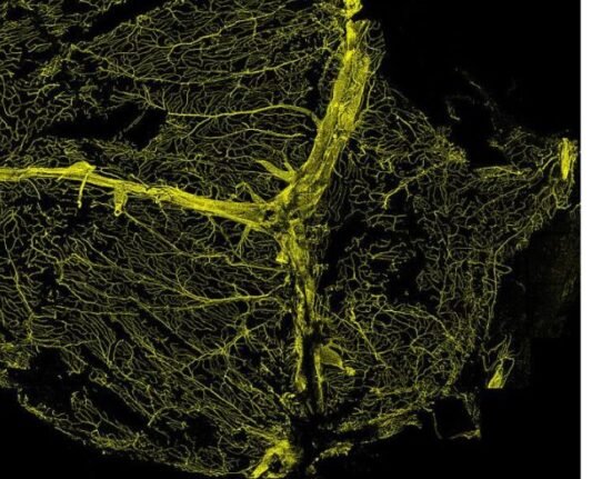 Fluorescent staining reveals the extensive network of blood vessels of the dura mater. These vessels contain T cells that, in a mouse model of chronic high blood pressure, become activated and produce conditions that can lead to dementia-like symptoms.Image courtesy of the Iadecola lab.