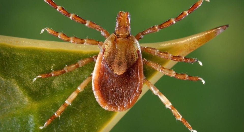 Rocky Mountain spotted fever is spread to people through bites by wood ticks or dog ticks. In Brazil, it may be spread by the yellow dog tick. Image courtesy of Dr. Christopher Paddock via the Public Health Image Library of the Centers for Disease Control and Prevention.