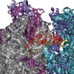 A new weapon to kill superbugs may be on the horizon after Harvard researchers created a synthetic compound called cresomycin.