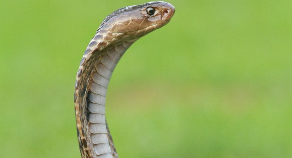 A single universal shot of antivenom for snake bites is not far away after scientists found a potent antibody to neutralise neurotoxins from four deadly species found in Africa, Asia and Australia.