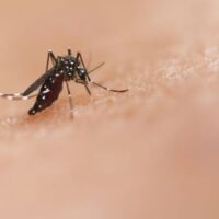 South American country Peru has declared a health emergency in 20 of the nation’s 25 regions due to an increase in dengue cases.