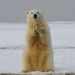 Greenhouse gas emissions will rob the Arctic ice as early as the 2030s in summer, resulting in a significant impact on seals and polar bears, and triggering coastal erosion.