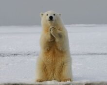 Greenhouse gas emissions will rob the Arctic ice as early as the 2030s in summer, resulting in a significant impact on seals and polar bears, and triggering coastal erosion.