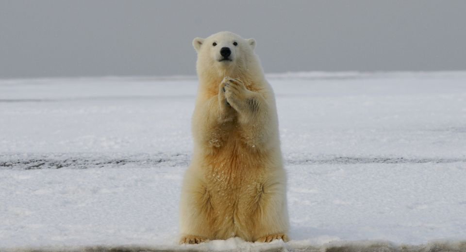 Greenhouse gas emissions will rob the Arctic ice as early as the 2030s in summer, resulting in a significant impact on seals and polar bears, and triggering coastal erosion.