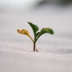 Australia’s carbon offset scheme, a central feature of climate policy in the country for two decades, to regenerate forests has had negligible impact on woody vegetation cover and carbon sequestration, a study found.