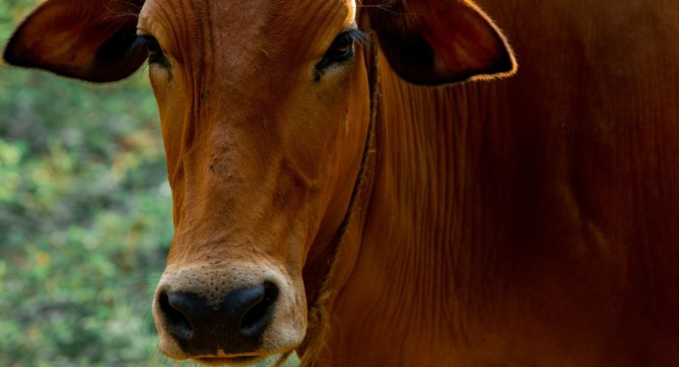 The death of about 100,000 cattle in India, two years ago, has been tracked to a viral infection, or lumpy skin disease outbreak, by scientists at the Indian Institute of Science, who said it was the second major outbreak in the South Asian nation.