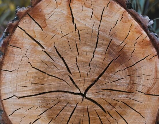 Last year was the hottest summer in the Northern Hemisphere for the past two thousand years, researchers reveal after foraging through tree ring width data.