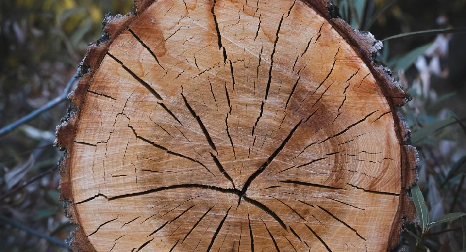 Last year was the hottest summer in the Northern Hemisphere for the past two thousand years, researchers reveal after foraging through tree ring width data.