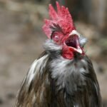 A four-year-old child in India has been detected with avian influenza A(H9N2) in the Eastern state of West Bengal, the World Health Organization reported.