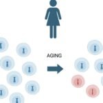 https://www.cancer.gov/news-events/press-releases/2024/genetic-factors-predict-x-chromosome-loss