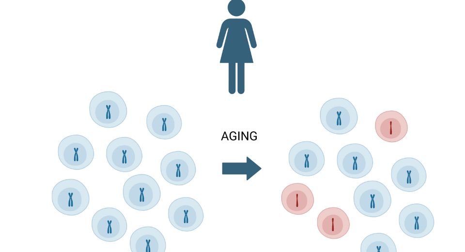 https://www.cancer.gov/news-events/press-releases/2024/genetic-factors-predict-x-chromosome-loss