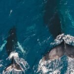 The size of gray whales found along the Oregon coast in the US has shrunk by 13% in the past 20-30 years — a signal that may indicate that their population is starting to decline, a study shows.