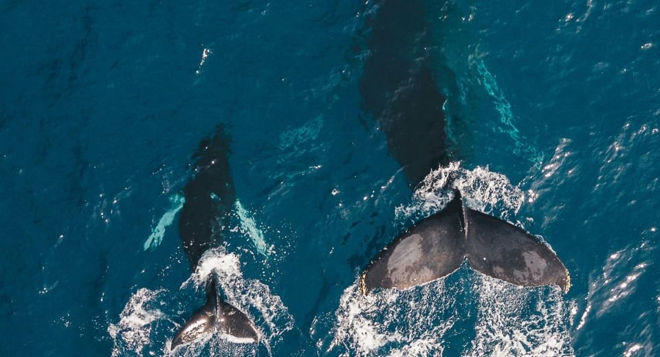 The size of gray whales found along the Oregon coast in the US has shrunk by 13% in the past 20-30 years — a signal that may indicate that their population is starting to decline, a study shows.