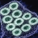 The UN’s Gavi, the Vaccine Alliance, has restored its efforts to prevent and control rabies globally by increasing the availability of vaccines and eliminating the disease by 2030 after Covid-19 disrupted its rollout.