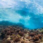 A third of the world’s largest marine protected areas (MPAs) are indulging in destructive activities such as industrial fishing, a global study reveals.
