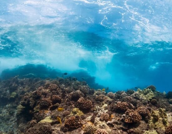 A third of the world’s largest marine protected areas (MPAs) are indulging in destructive activities such as industrial fishing, a global study reveals.
