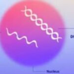 The European Medicines Agency has allowed marketing authorisation for the Covid-19 variant vaccine made by Pfizer and BioNTech SE for children aged six months and older, according to a joint statement.